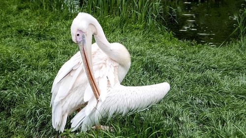 Close-up of swan on grass