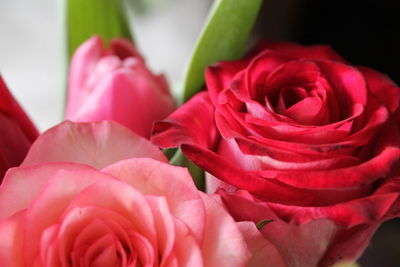 Close-up of pink roses