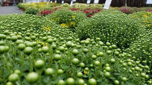 Close-up of water drops on plants