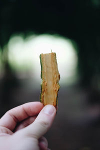 Close-up of hand holding leaf