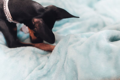 Close-up of dog relaxing on bed