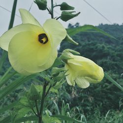 Close-up of yellow flowers