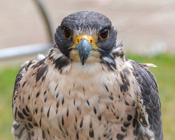 Close-up portrait of peregrine falcon