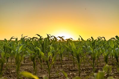 Crops growing on field against clear sky at sunset