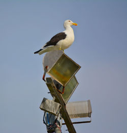 Low angle view of birds perching on wall