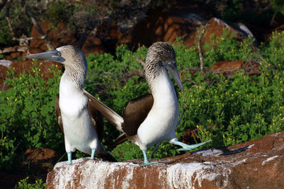 Close-up of blue-footed boobies perching on rock
