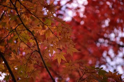 Low angle view of maple tree