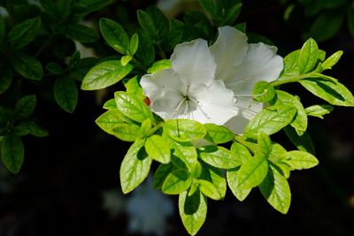 Close-up of white flowering plant leaves