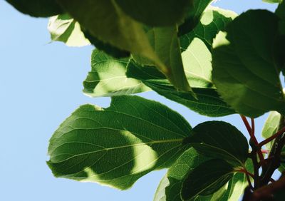 Close-up of leaves against clear sky