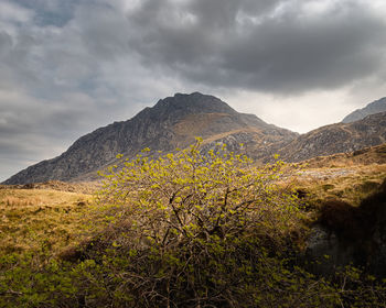 Tree on mountain against sky