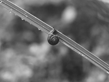 Low angle view of snail on grass blade