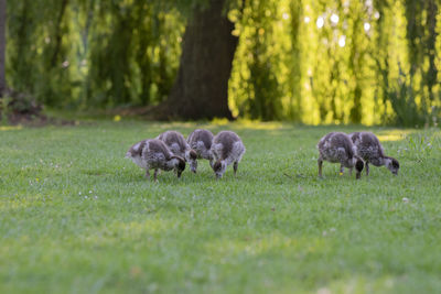 Sheep in a field