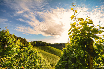 Scenic view of vineyard against sky