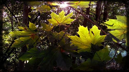 Low angle view of trees