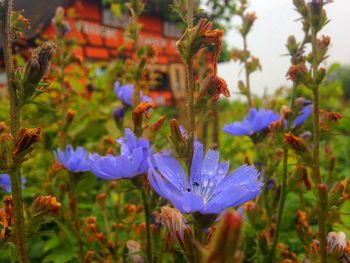 Close-up of purple flowering plants on field