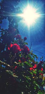 Low angle view of flowering plants against sky on sunny day