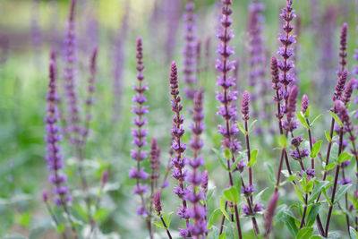 Close-up of purple flowering plants on field