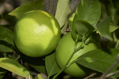 Close-up of fresh green fruits