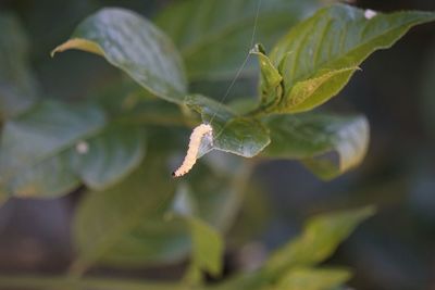 Close-up of green leaves on plant