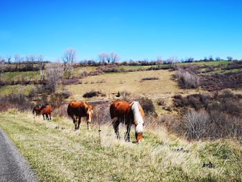 Horses in a field