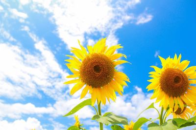 Low angle view of sunflowers growing against sky