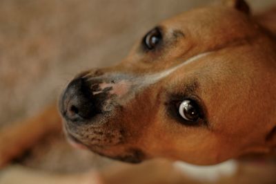 Close-up portrait of dog