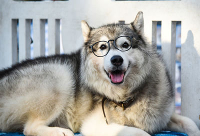 Close-up portrait of dog wearing eyeglasses
