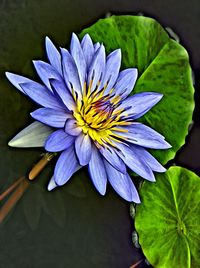 Close-up of purple flower