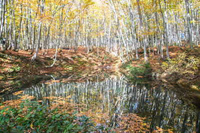 Plants growing in a forest