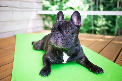 Portrait of black dog relaxing outdoors