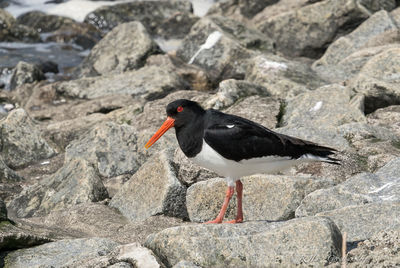 Close-up of bird perching on rock