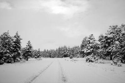 Snow covered road amidst trees against sky