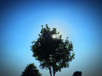 Low angle view of trees against clear blue sky