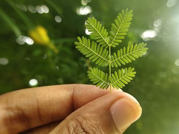 Close-up of cropped hand holding plant