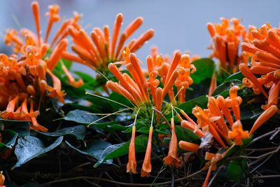 Close-up of orange flowers