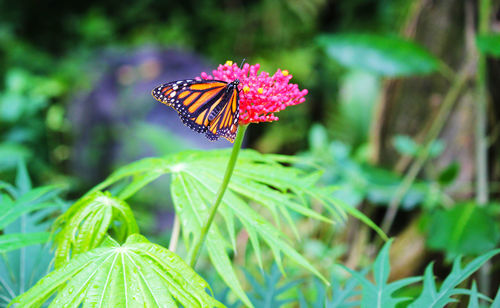 Close-up of butterfly pollinating on pink flower