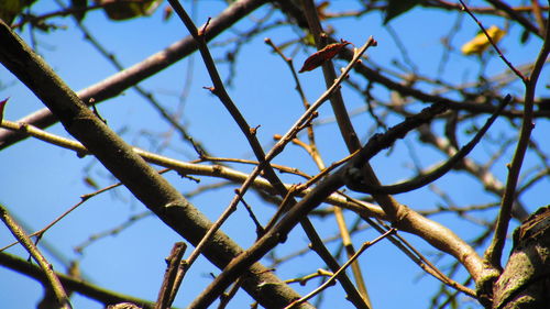 Low angle view of branches against blue sky