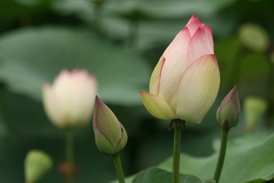 Close-up of pink lotus bud