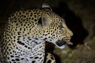 Close-up of a cat looking away