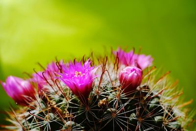 Close-up of pink cactus flower
