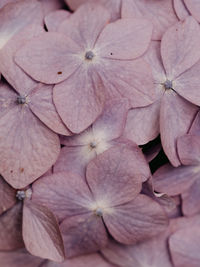 Full frame shot of hydrangeas