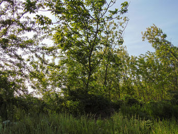 Low angle view of trees in forest against sky