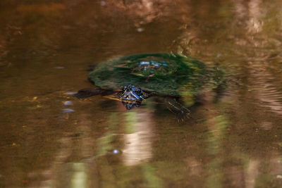 Eastern chicken turtle deirochelys reticularia swims in a shallow pond in naples, florida