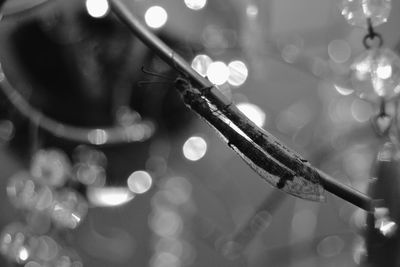 Close-up of a dragonfly 