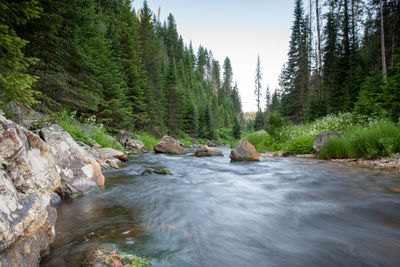 Scenic view of stream flowing amidst trees in forest