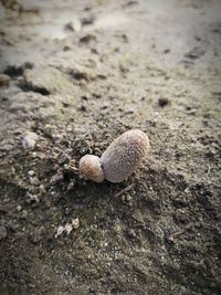 High angle view of mushrooms on sand