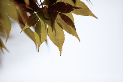 Low angle view of maple leaves against sky