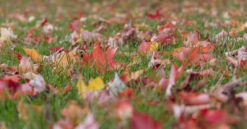 Close-up of flowering leaves on field