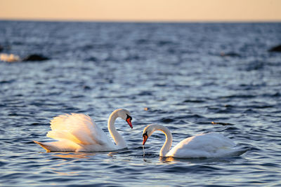 Close-up of swan swimming in sea during sunset