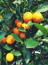 Close-up of fruits on tree